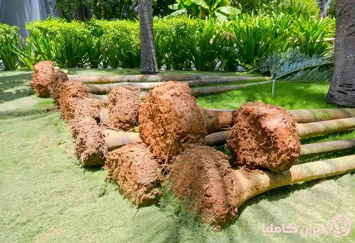 جابجایی درخت نخل